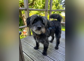 Axel – freundlicher Begleiter sucht ein ruhiges Zuhause 