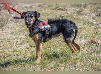 Papaya SI – fröhliche Terriermix Hündin möchte endlich ankommen 