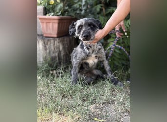 Leoni KK – tapfere Kämpferin sucht ihr Happy End