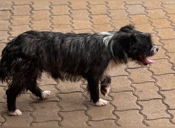 Frida BR – zauberhafte junge Hündin sucht liebevolles Zuhause 