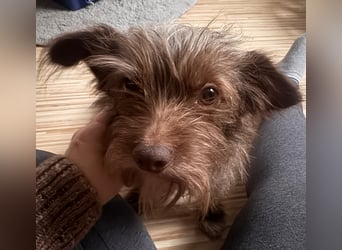 Cuki PP- Kleine Terrierdame sucht warmes Körbchen