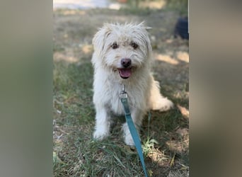 Norna – sensible kleine Hundedame sucht ihr „Für immer Körbchen“ 