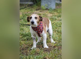 Rozsdi-SI- kleiner Familienhund mit großem Herz ♥