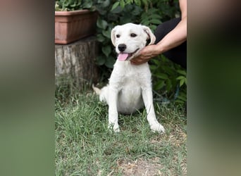 Doretta_KK – liebenswertes Hundekind sucht ihr Für-immer-Zuhause 