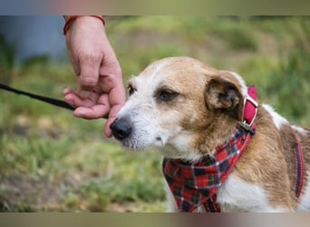 Rozsdi-SI- kleiner Familienhund mit großem Herz ♥