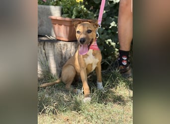 Szeniz-KK – fröhliches Hundekind sucht liebevolles Zuhause 