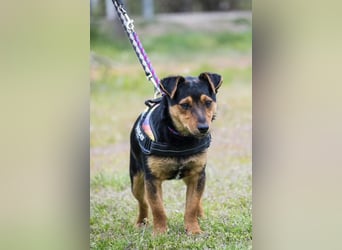 Lupin – liebenswerter Terrier- Mix sucht sein Für-immer- Zuhause