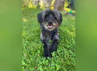 Axel – freundlicher Begleiter sucht ein ruhiges Zuhause 