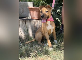 Szeniz-KK – fröhliches Hundekind sucht liebevolles Zuhause 