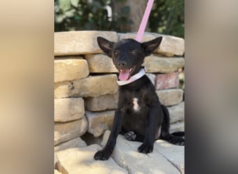 Larett-KK – entzückendes Hundekind sucht liebevolles Zuhause 