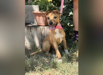 Szeniz-KK – fröhliches Hundekind sucht liebevolles Zuhause 