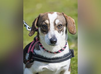 Manci SI – kleine Hündin sucht geduldiges Zuhause 