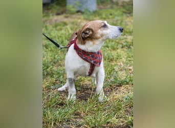 Rozsdi-SI- kleiner Familienhund mit großem Herz ♥