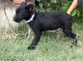 Itala KK – fröhliches Hundekind sucht liebevolle Familie 