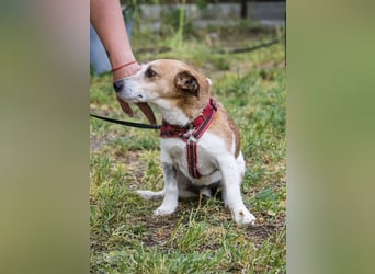 Rozsdi-SI- kleiner Familienhund mit großem Herz ♥
