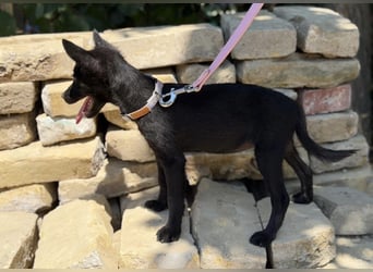 Larett-KK – entzückendes Hundekind sucht liebevolles Zuhause 