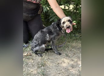 Leoni KK – tapfere Kämpferin sucht ihr Happy End