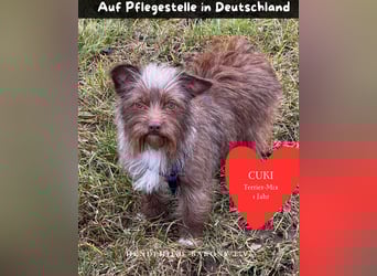 Cuki PP- Kleine Terrierdame sucht warmes Körbchen