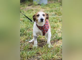 Rozsdi-SI- kleiner Familienhund mit großem Herz ♥
