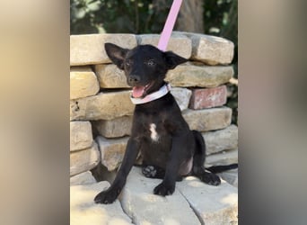 Larett-KK – entzückendes Hundekind sucht liebevolles Zuhause 