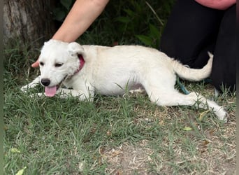 Doretta_KK – liebenswertes Hundekind sucht ihr Für-immer-Zuhause 