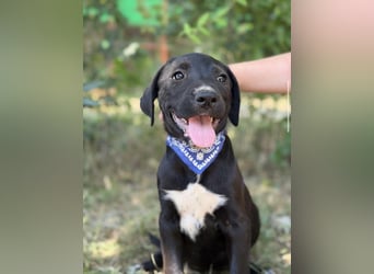 Jasper-KK – kleines Juwel sucht Abenteuer und Familie 