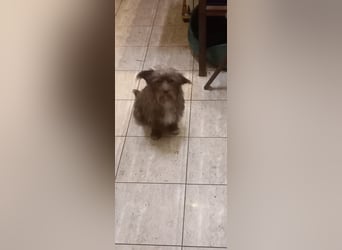 Cuki PP- Kleine Terrierdame sucht warmes Körbchen