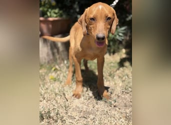 Remig-KK – fröhlicher Junghund sucht hundebegeistertes Zuhause 