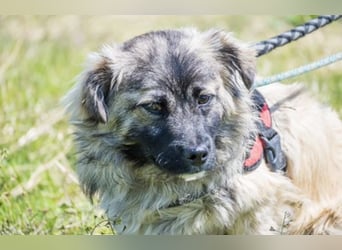 Mippi-Si- Freundlicher Junghund sucht ein Körbchen Für-immer