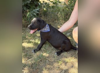 Jasper-KK – kleines Juwel sucht Abenteuer und Familie 