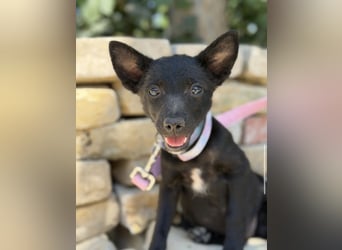 Larett-KK – entzückendes Hundekind sucht liebevolles Zuhause 