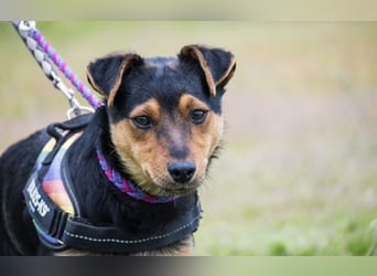Lupin – liebenswerter Terrier- Mix sucht sein Für-immer- Zuhause