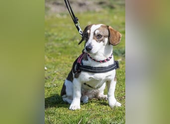 Manci SI – kleine Hündin sucht geduldiges Zuhause 