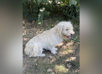 Norna – sensible kleine Hundedame sucht ihr „Für immer Körbchen“ 