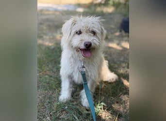 Norna – sensible kleine Hundedame sucht ihr „Für immer Körbchen“ 