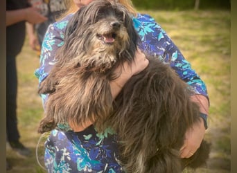 Axel – freundlicher Begleiter sucht ein ruhiges Zuhause 