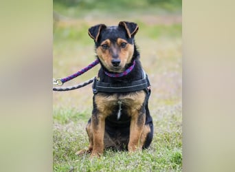 Lupin – liebenswerter Terrier- Mix sucht sein Für-immer- Zuhause