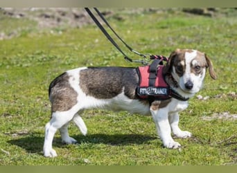 Manci SI – kleine Hündin sucht geduldiges Zuhause 