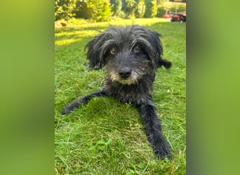 Axel – freundlicher Begleiter sucht ein ruhiges Zuhause 