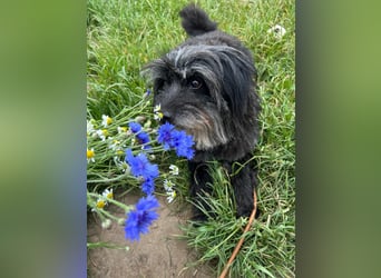 Axel – freundlicher Begleiter sucht ein ruhiges Zuhause 