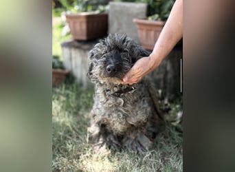 Uzon-KK – sanfter Hundesenior sucht ein liebevolles Zuhause für den Lebensabend 