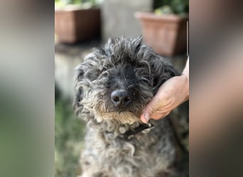 Uzon-KK – sanfter Hundesenior sucht ein liebevolles Zuhause für den Lebensabend 