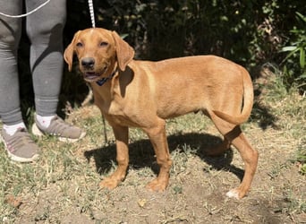 Remig-KK – fröhlicher Junghund sucht hundebegeistertes Zuhause 
