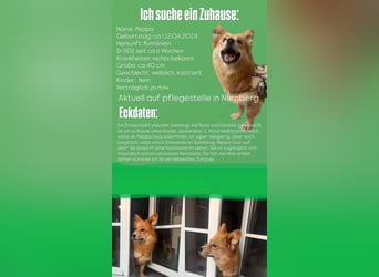 Herzstück Peppa sucht ihr Zuhause – aktuell auf Pflegestelle in Nürnberg