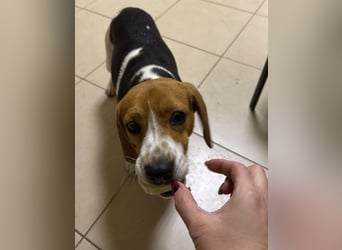 Beagle-Mix " NINO " - toller Bub und soooo lieb