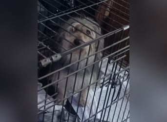 Friedwart – kleiner Herzensbrecher sucht ein Plätzchen