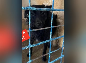 Aila – schwarze Schönheit sucht ein Zuhause