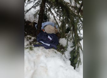 Funny – zuckersüßes Hundemädchen mit Lakritznase
