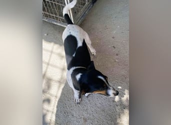 Pongo - Jack Russel Mix im Pünktchen Design