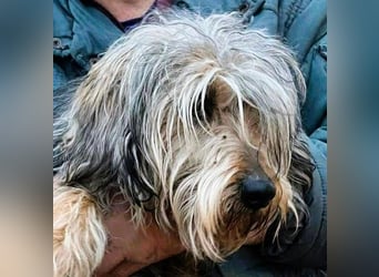 Friedwart – kleiner Herzensbrecher sucht ein Plätzchen